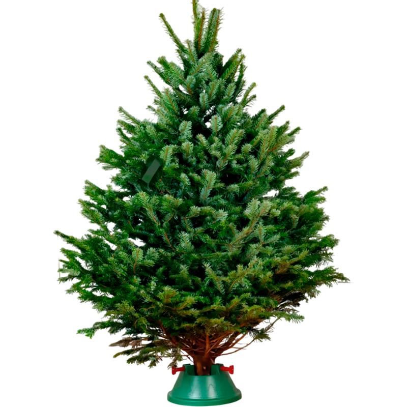 Пихта «Нордмана», 200 - 225см. (подарок гирлянда 5 метров)