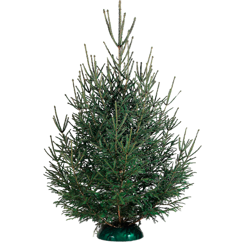 Живая «Ель», 200 - 230см. (подарок гирлянда 5 метров)