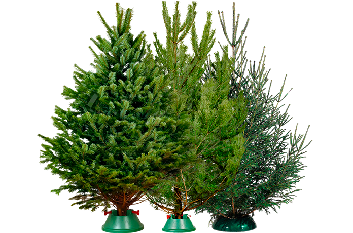 Настоящая свежесть и уют — Живые Елки для вашего дома!